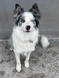 Border collie maschio per accoppiamento