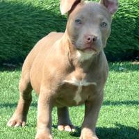 American Bully cuccioli alta genealogia leggi