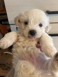 Cucciole di maltese
