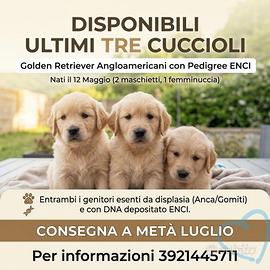 Ultima Cucciola di golden retriever