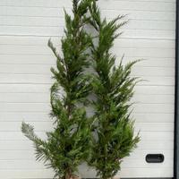 Cipresso Leylandi vaso 20cm h.140/160cm