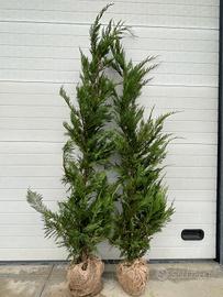 Cipresso Leylandi vaso 20cm h.140/160cm