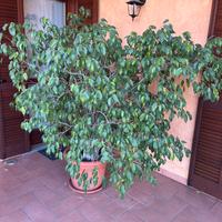 Pianta ornamentale  Ficus Benjamin