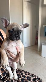Bulldog francese esotico