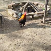1 gallo in cambio di 2 galline