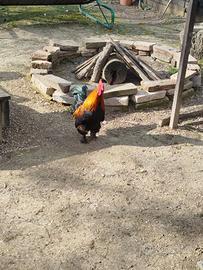 1 gallo in cambio di 2 galline