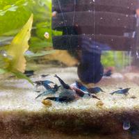 Neocaridina davidii blue dream