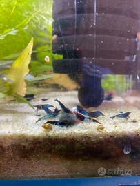 Neocaridina davidii blue dream