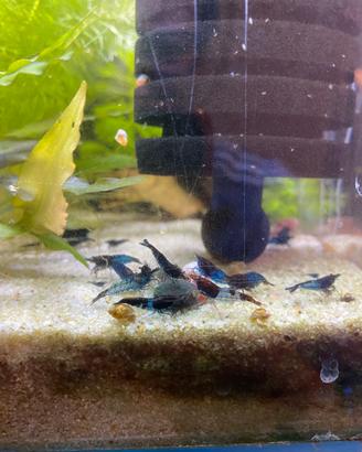 Neocaridina davidii blue dream