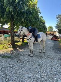 Cavallo