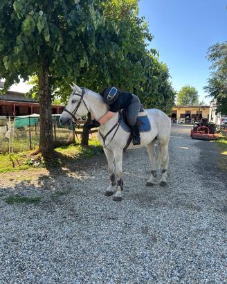 Cavallo