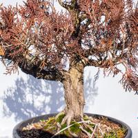 Thuja (Tuia) – bonsai in formazione