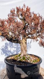 Thuja (Tuia) – bonsai in formazione