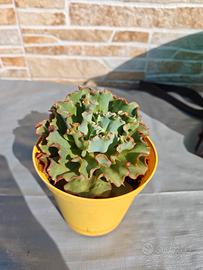 echeveria ruffles arricciata pianta grassa 