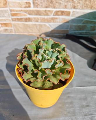 echeveria ruffles arricciata pianta grassa 