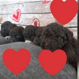 Cuccioli Lagotto Romagnolo pedigree Roy