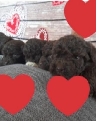 Cuccioli Lagotto Romagnolo pedigree Roy