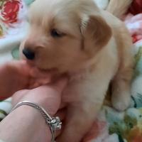 Cucciola di Golden Retriever americano