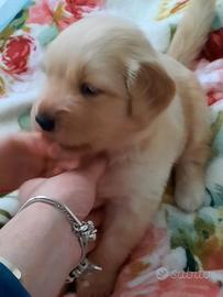 Cucciola di Golden Retriever americano