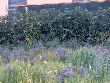 Piante di Lauroceraso