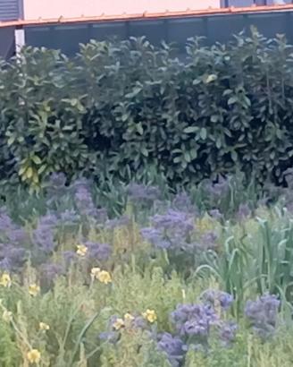 Piante di Lauroceraso