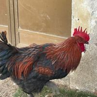 Gallo marans