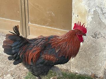 Gallo marans