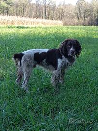 Springer maschio
