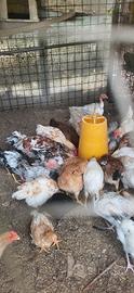Galli galline e anatre