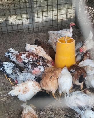 Galli galline e anatre