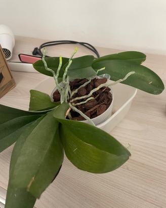 Orchidee