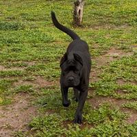 Cani corso per monte