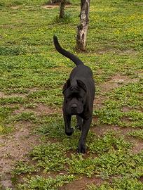 Cani corso per monte