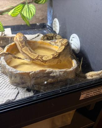 Boa constrictor Imperator Honduras adulti