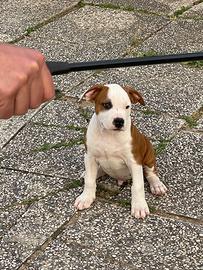 Cucciolo di american staffordshire terrier amstaff