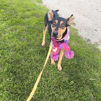 Sciana 2 anni tg media in adozione