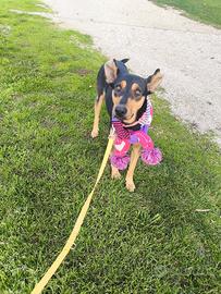 Sciana 2 anni tg media in adozione