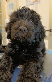 cuccioli di Pastore Bergamasco 