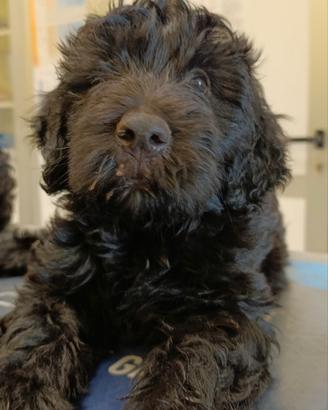 cuccioli di Pastore Bergamasco 