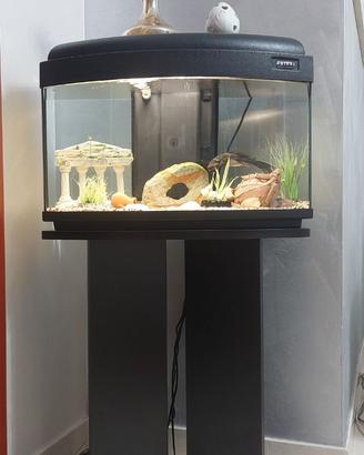 Acquario