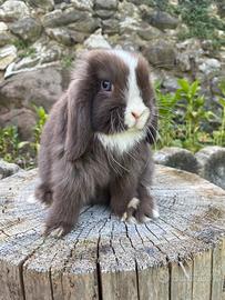 Cuccioli minilop