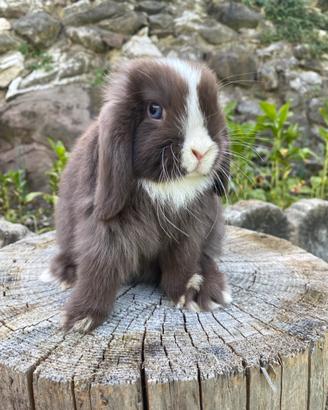 Cuccioli minilop