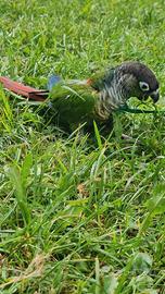 Pettorina per Pappagallo