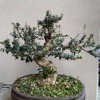 Bonsai e pre bonsai