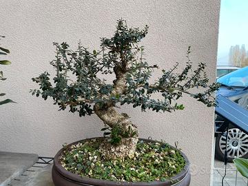 Bonsai e pre bonsai