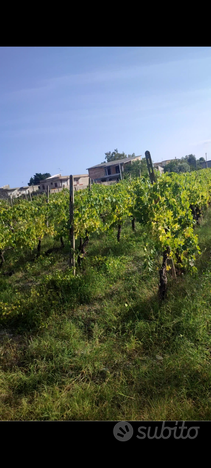 Terreno edificabile a Bianco