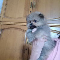Spitz tedesco nano pomerania