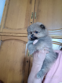 Spitz tedesco nano pomerania