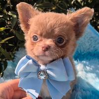 Chihuahua con pedigree