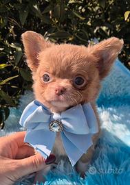 Chihuahua con pedigree